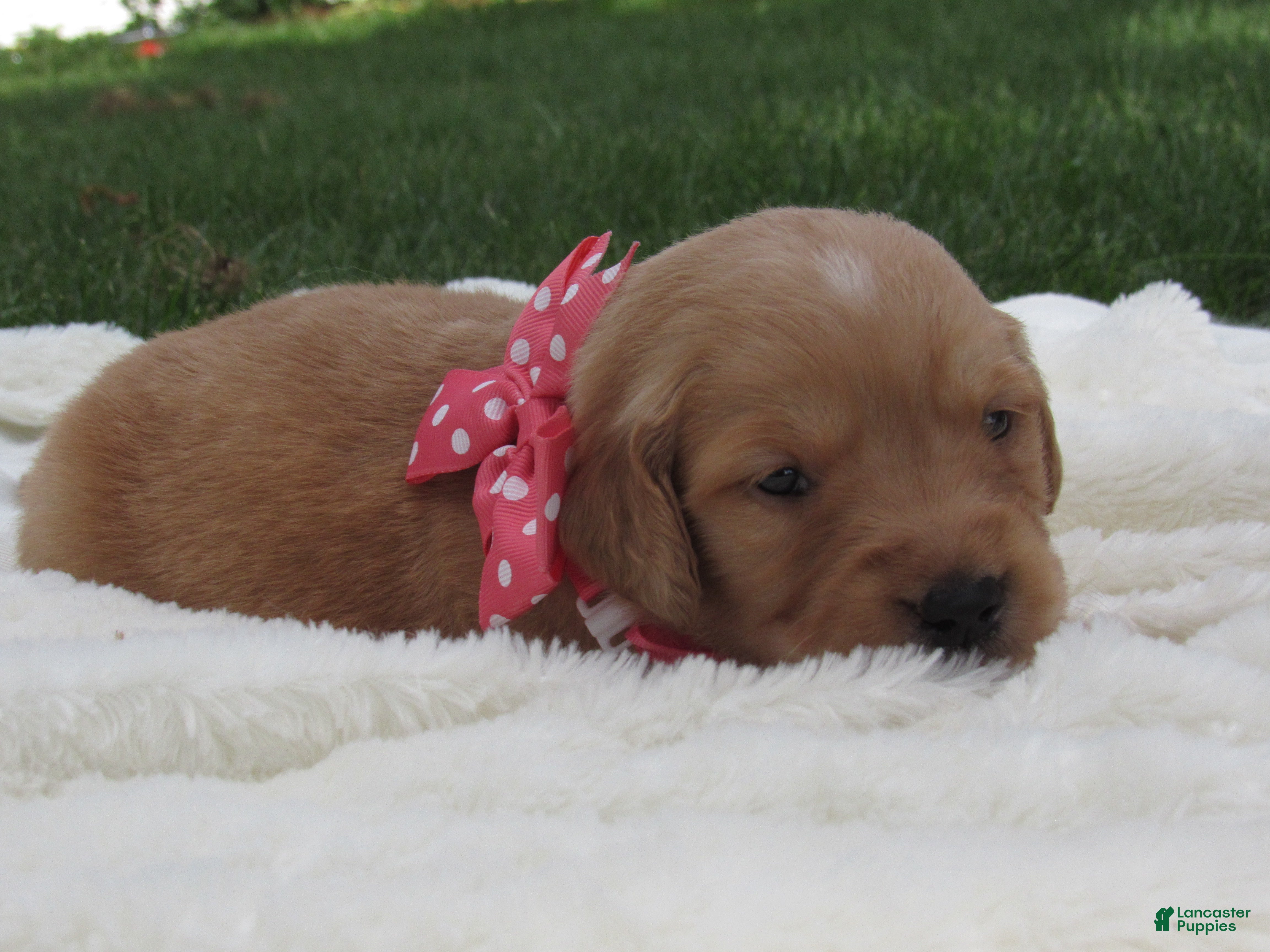 Golden Retriever dogs for sale: LIVIA - Ad 4