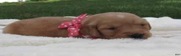 Golden Retriever dogs for sale: LIVIA - Ad 1