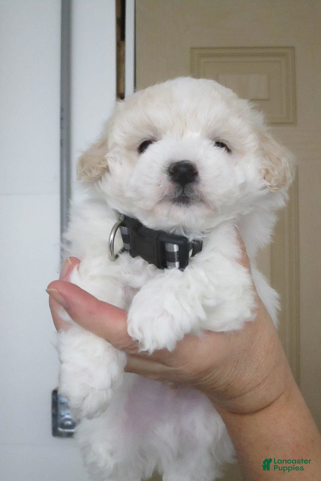 Bichpoo dogs for sale: Korrie - Ad 2