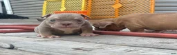 American Bully dogs for sale: Sapphire - Ad 3
