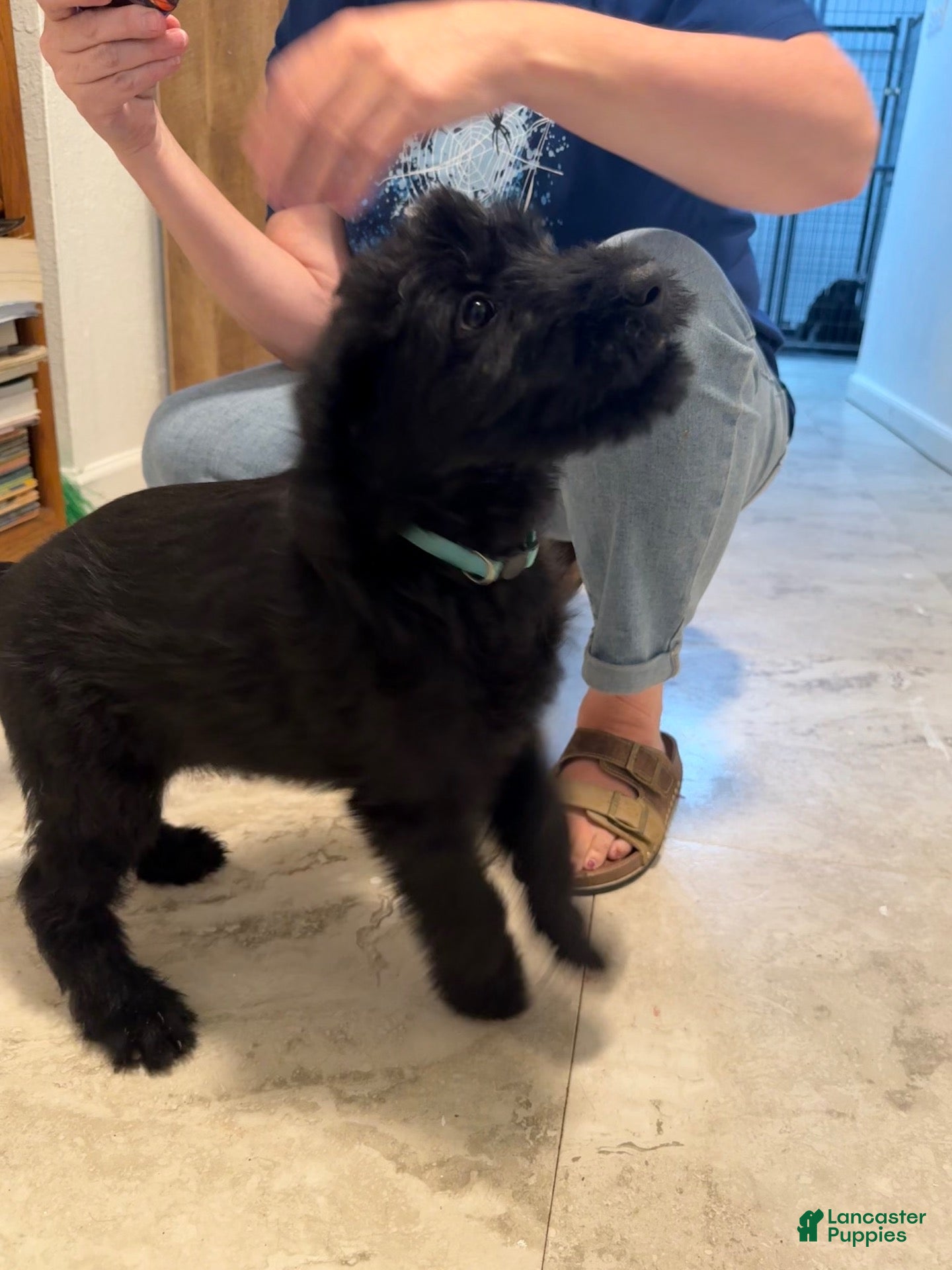 Giant Schnauzer dogs Giant Schnauzer 3 - Ad 14