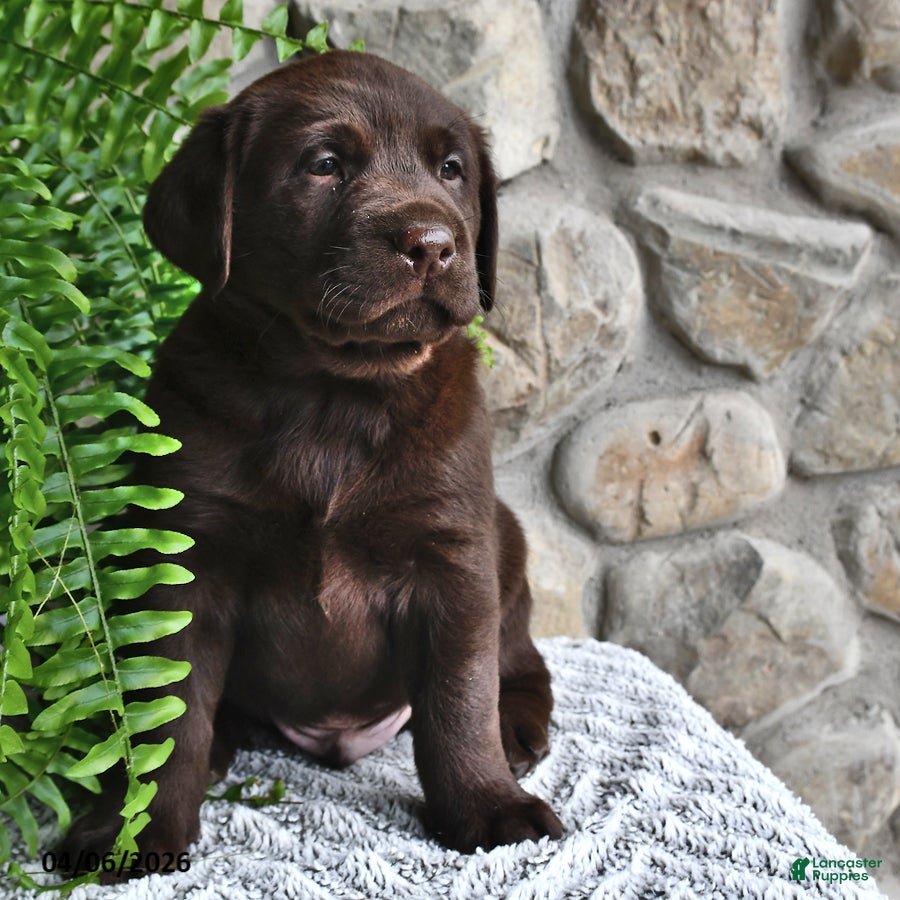 Labrador Retriever dogs Chocolate - Ad 2