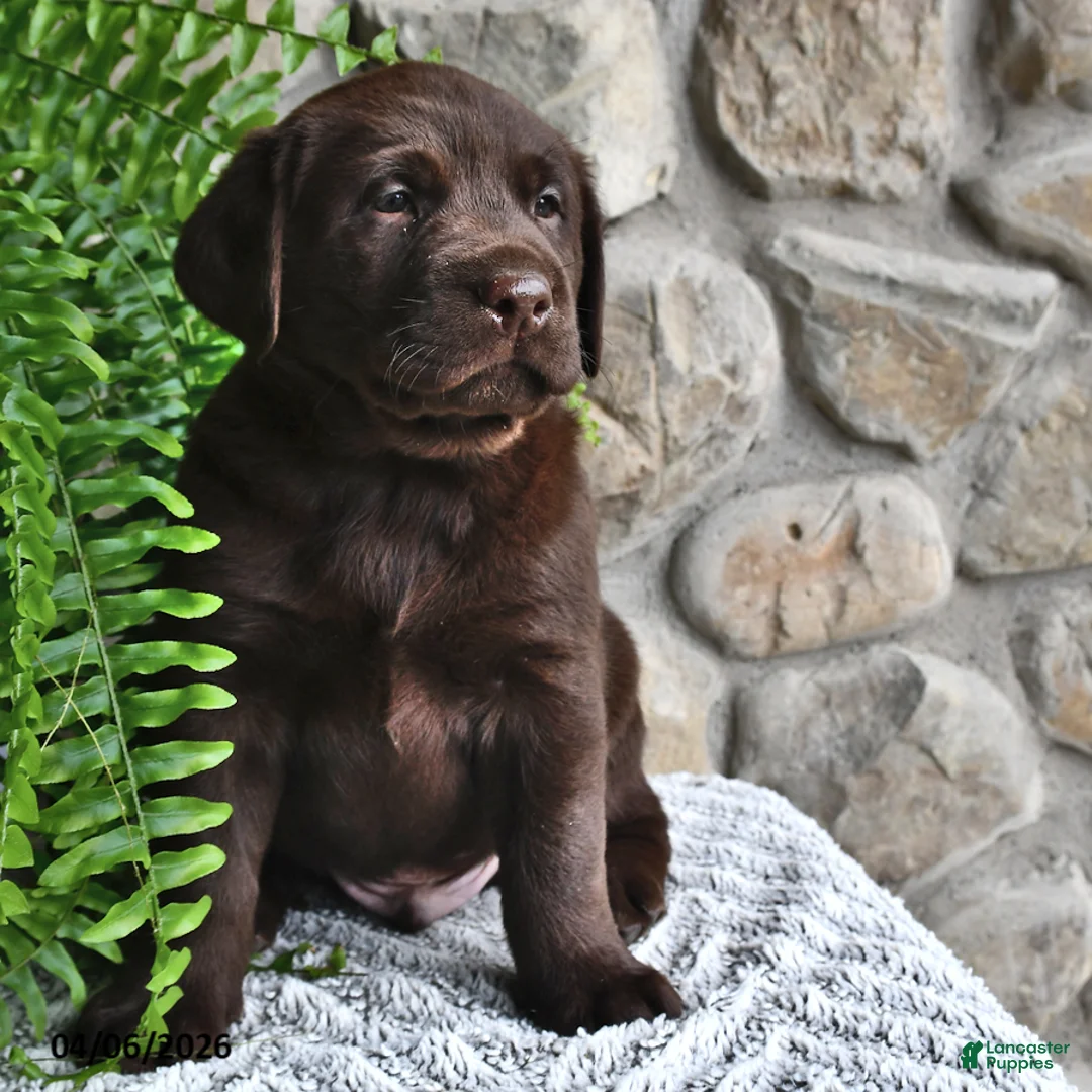 Labrador Retriever dogs for sale: Chocolate - Ad 2
