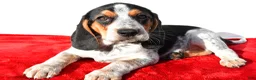Beagle dogs for sale: Maria - Ad 1