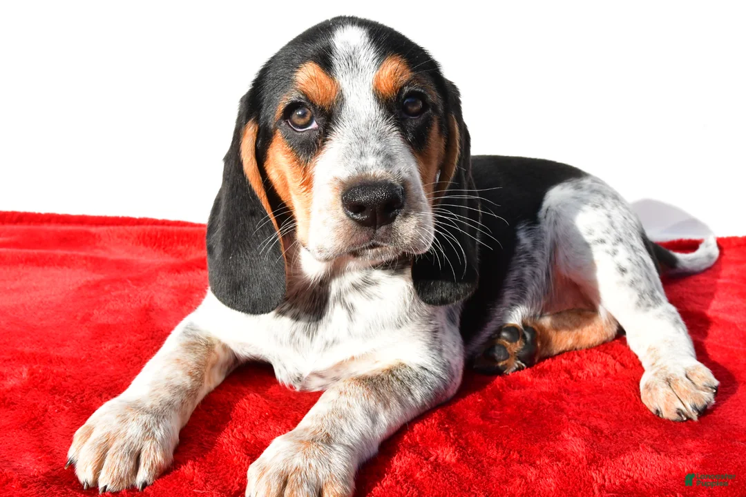 Beagle dogs for sale: Maria - Ad 1