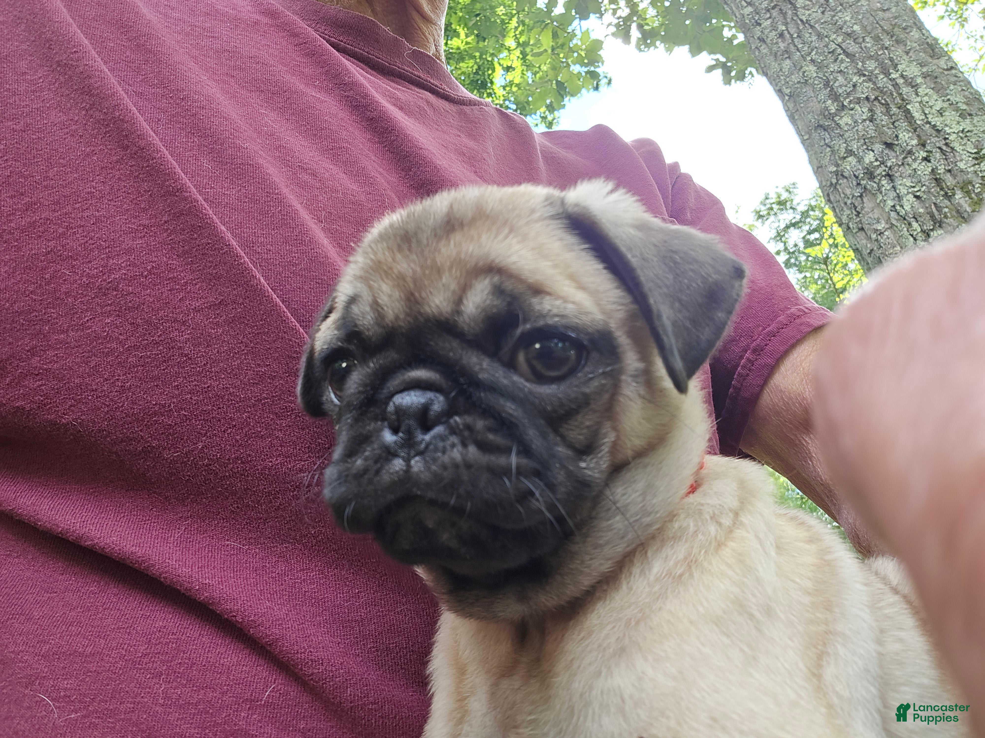Pug dogs Bo - Ad 1