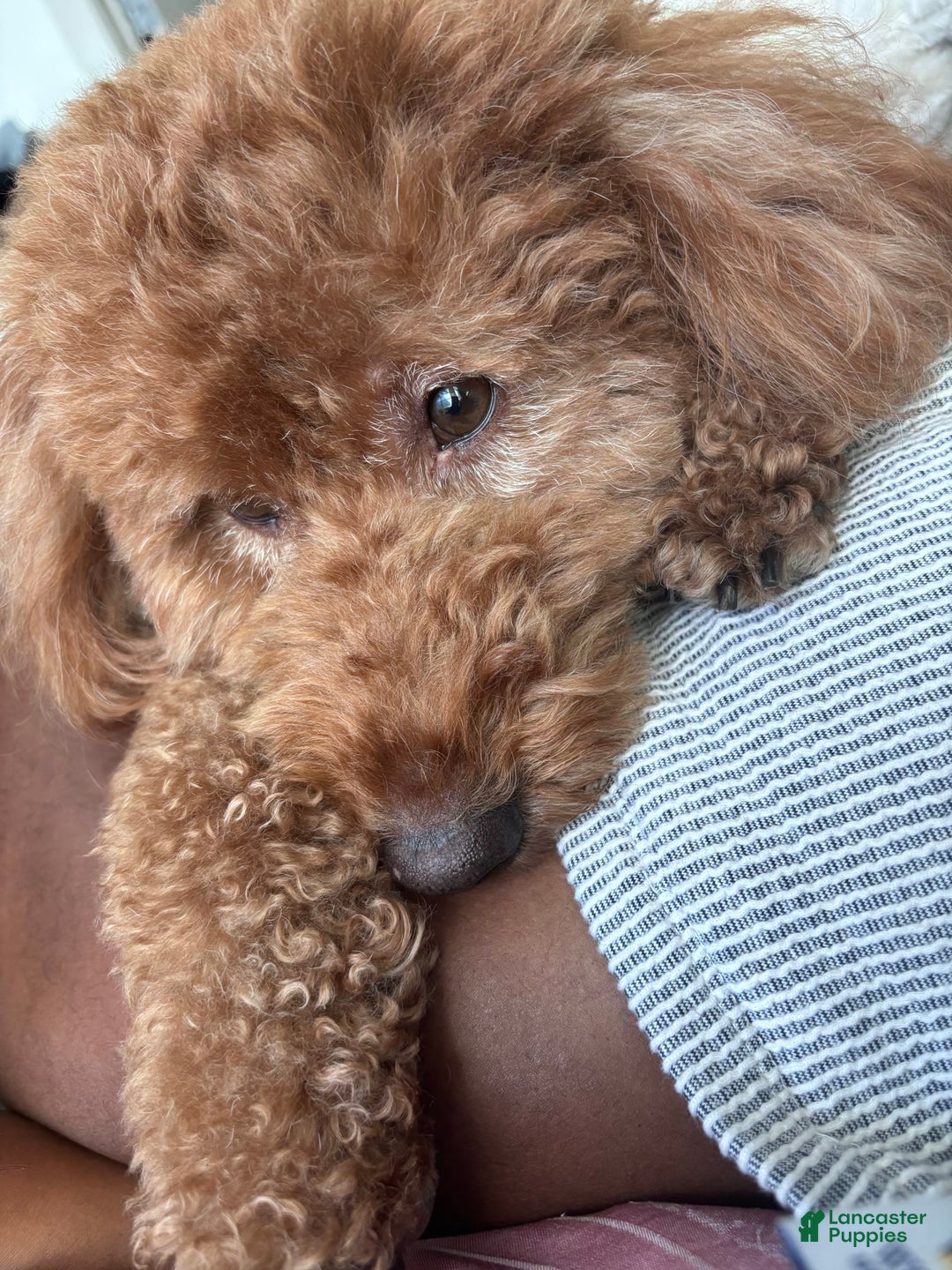 Gallery Image {{count}}