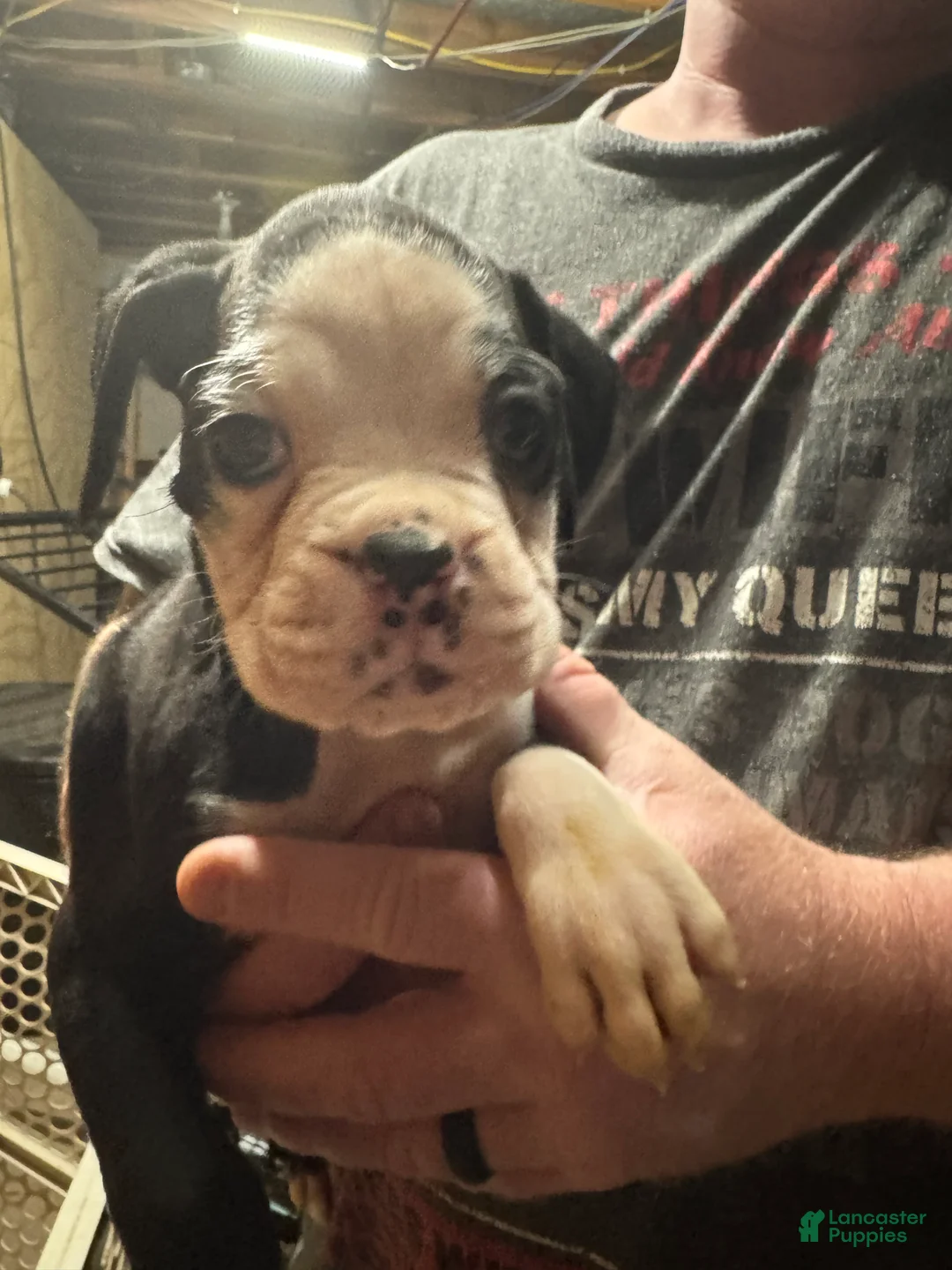 Boxer dogs for sale: Axle - Ad 2