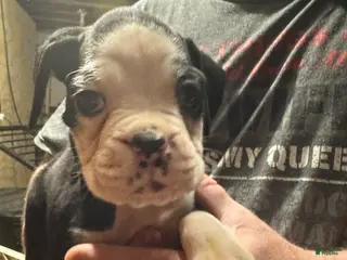 Boxer dogs Axle - Ad 9