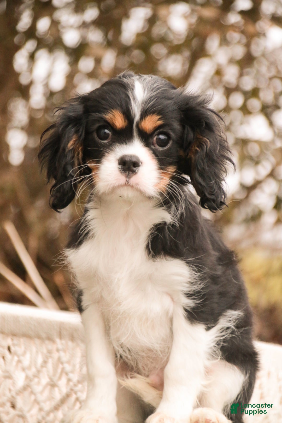 Cavalier King Charles Spaniel dogs for sale: Charlie - Ad 4