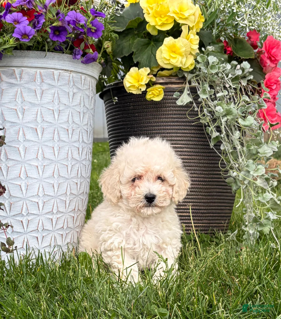 Bichpoo dogs for sale: Ellie - Ad 4