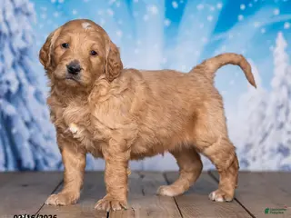 Goldendoodle dogs for sale: Oliver - Ad 1