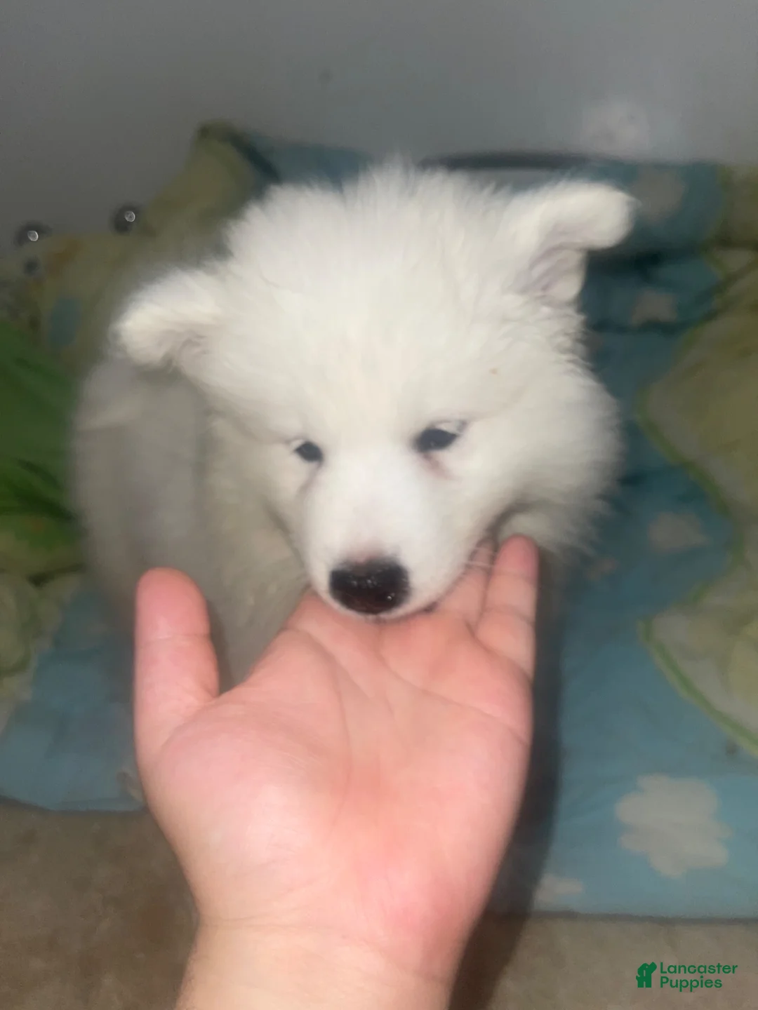 Samoyed dogs for sale: Samoyed 1 Green - Ad 2