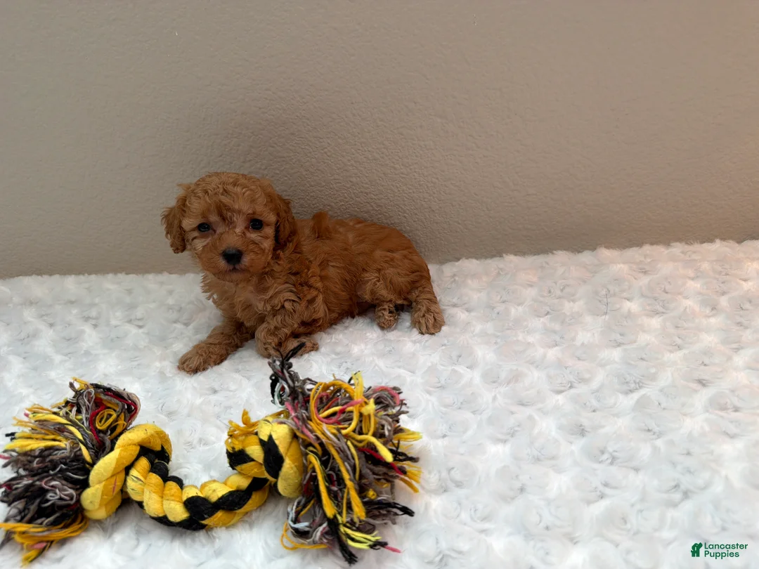 Toy Poodle dogs for sale: Teacup Toy Poodle boy  - Ad 1