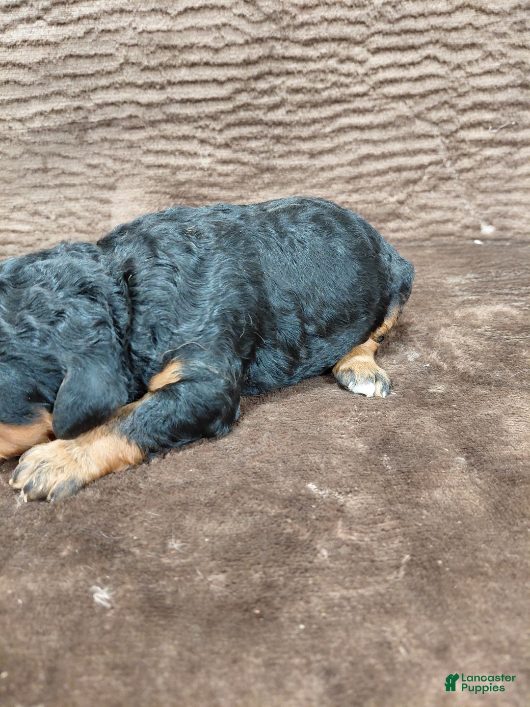 Bernedoodle dogs for sale: Bear - Ad 6