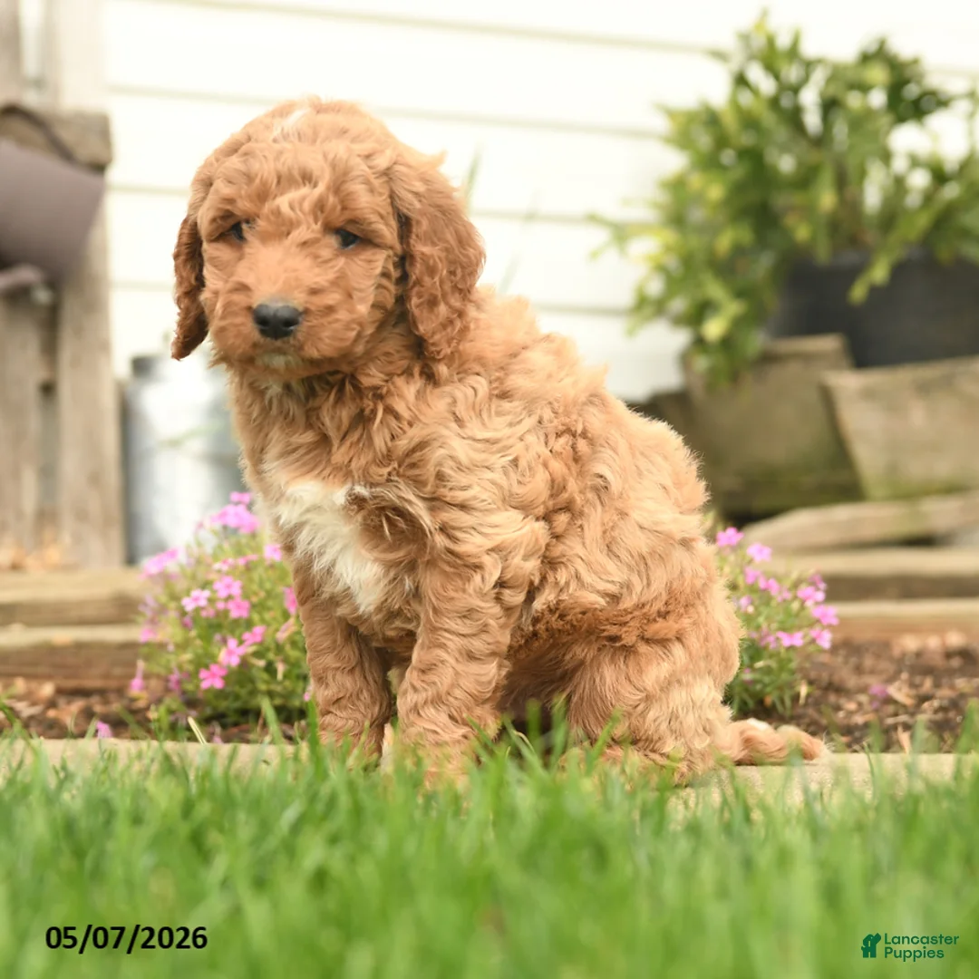 Goldendoodle dogs for sale: Rover - Ad 2