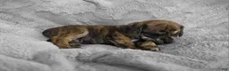 Puggle dogs for sale: Theo - Ad 3