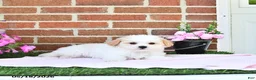 Maltipoo dogs for sale: Stacey - Ad 3