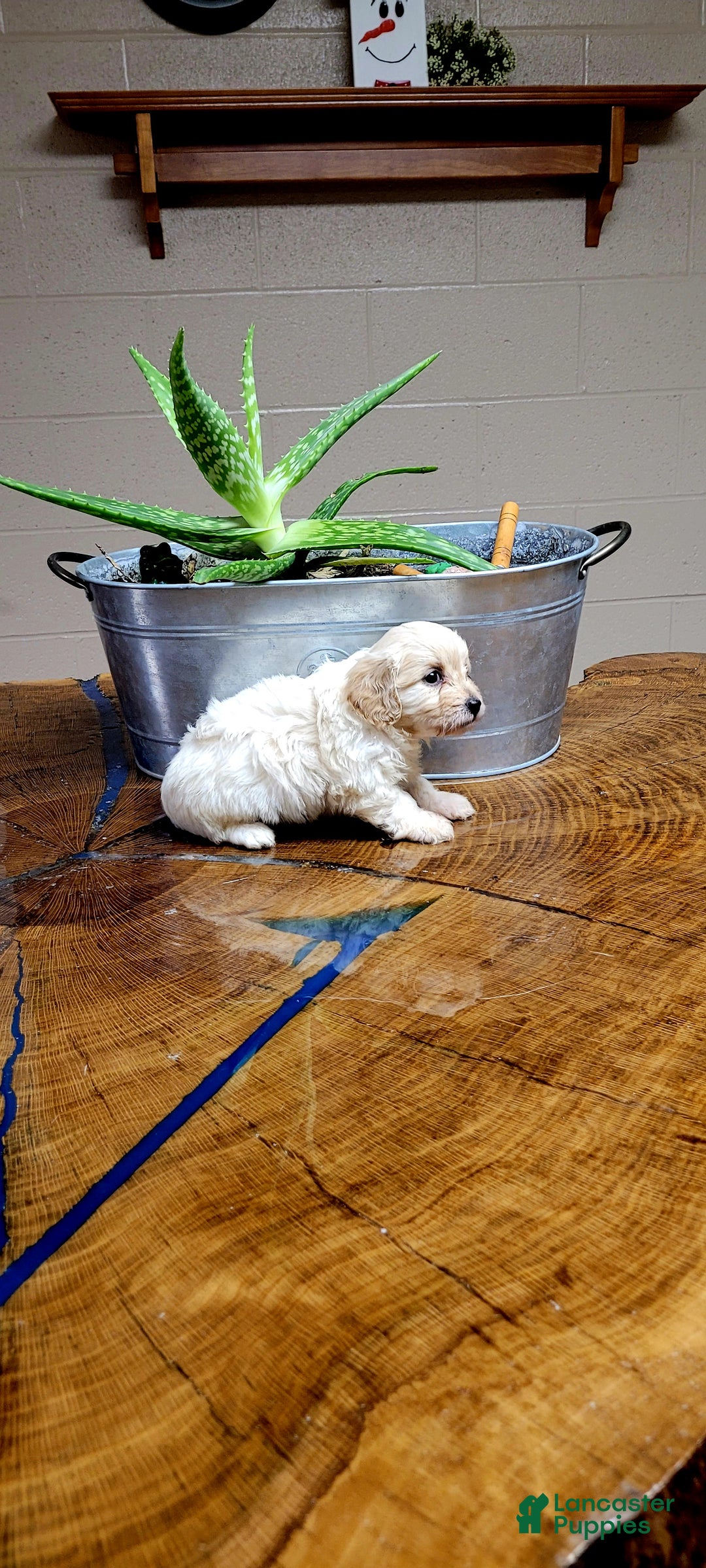 Cavachon dogs for sale: Teddy  - Ad 4