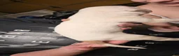 American Bulldog dogs for sale: American Bulldog 1 - Ad 13