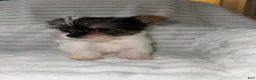 Yorkshire Terrier dogs for sale: Yorkshire Terrier 1 - Ad 2