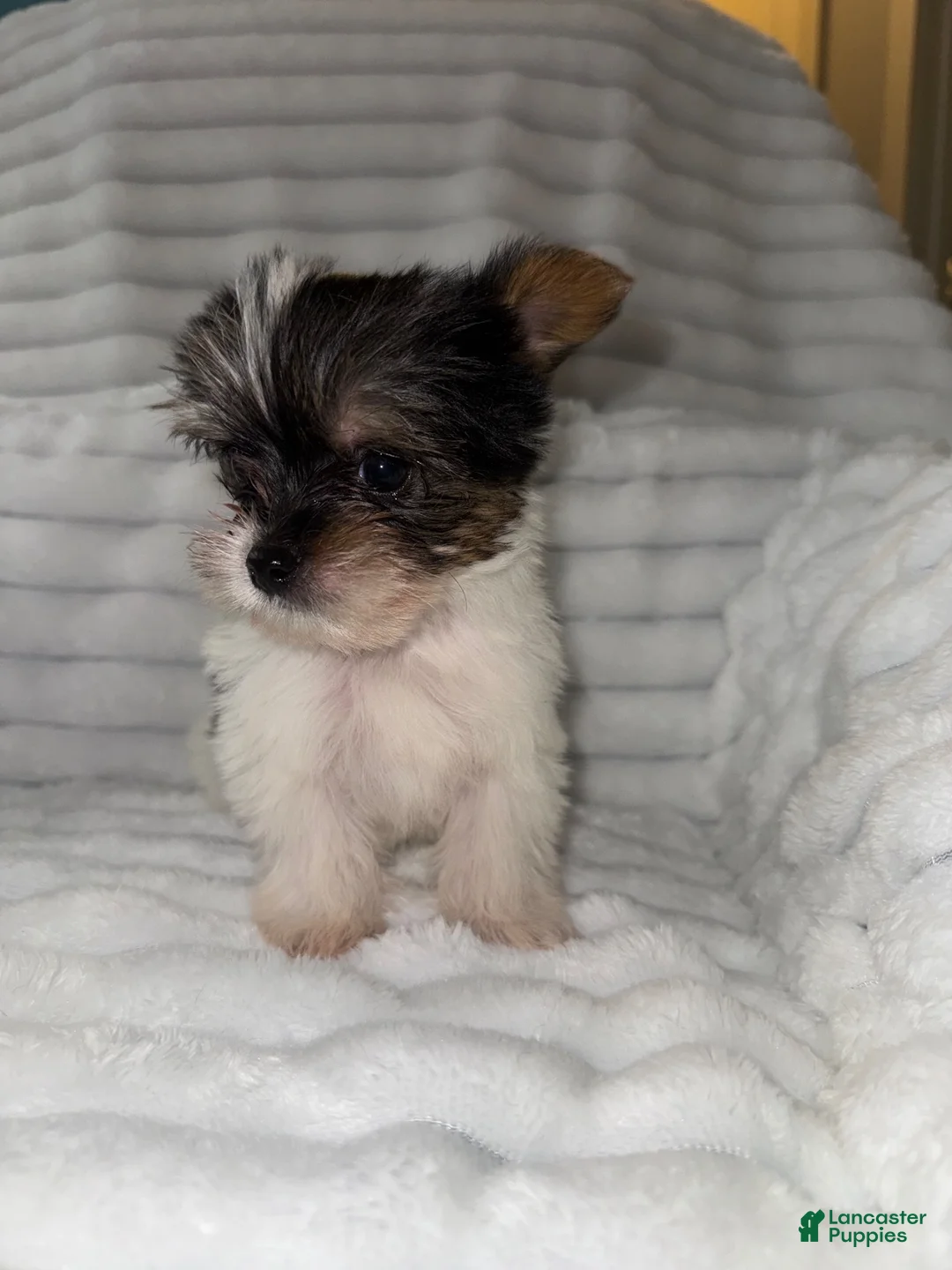 Yorkshire Terrier dogs for sale: Yorkshire Terrier 1 - Ad 2