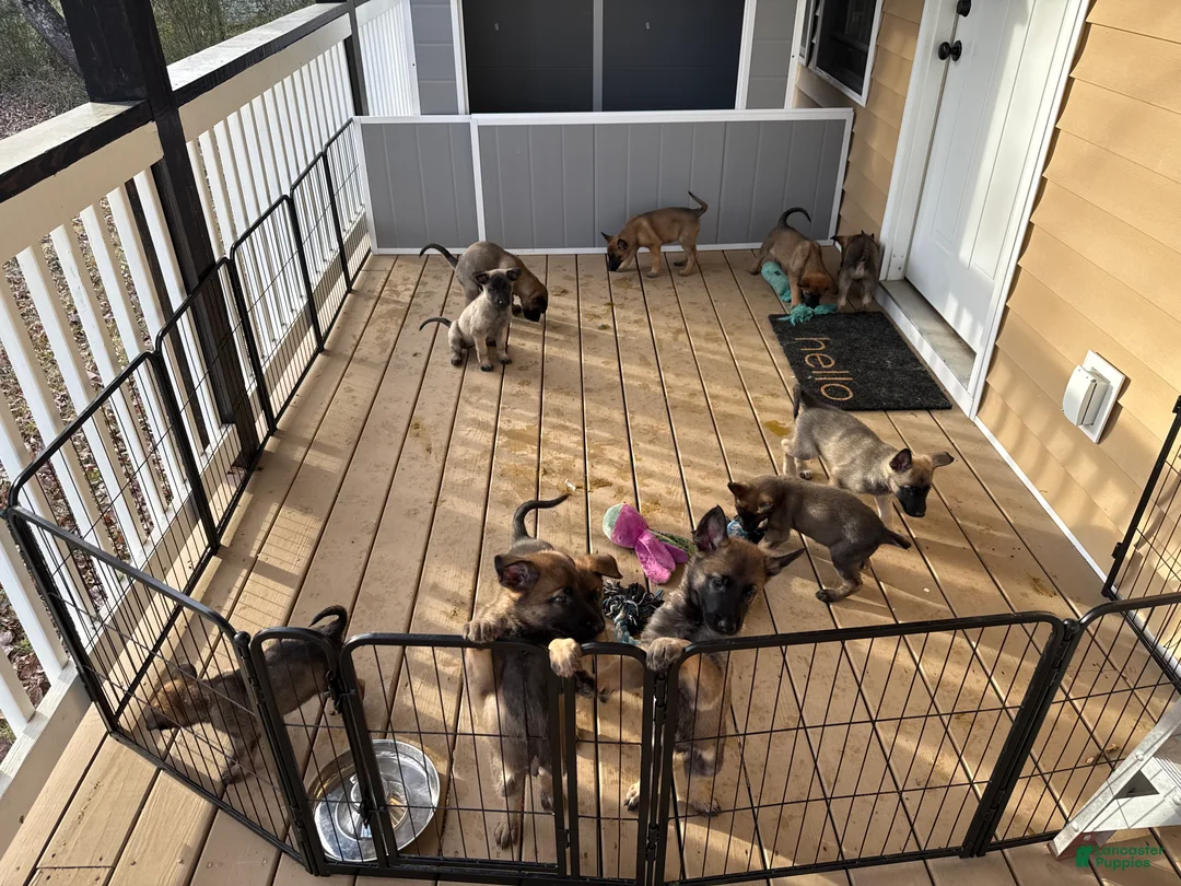 Mixed Breed dogs for sale: Purple - Ad 7