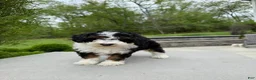 Miniature Poodle dogs for sale: Lihah - Ad 3