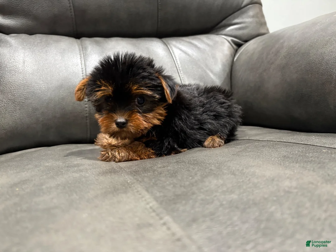 Yorkshire Terrier dogs for sale: Cash - Ad 4