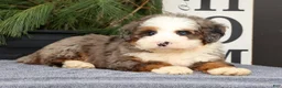 Mini Bernedoodle dogs for sale: Tommy - Ad 5