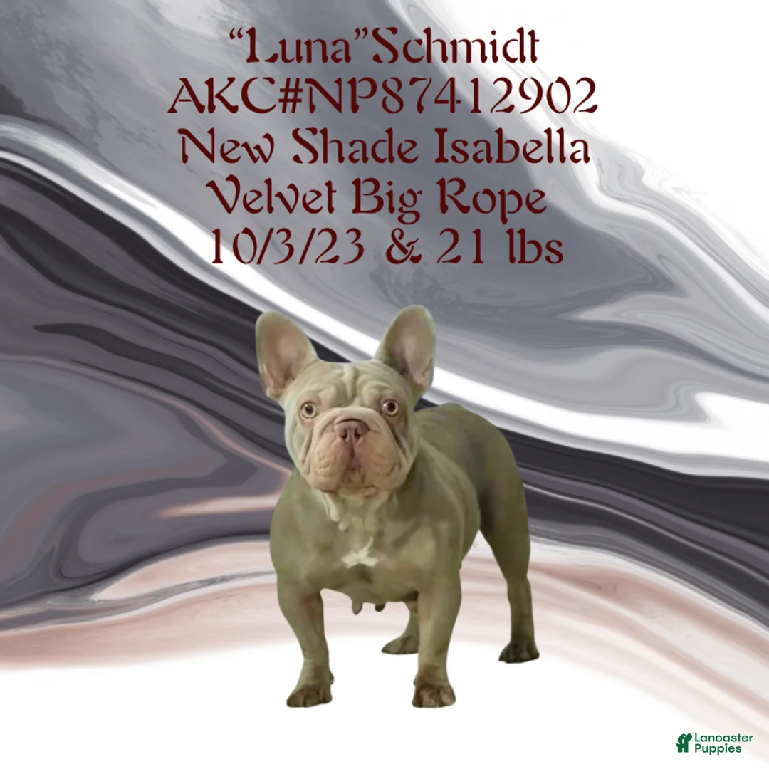 French Bulldog dogs for sale: Orion “Rare Visual Big Rope Frenchie with Tan Points & a Story to Tell” - Ad 10