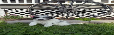 Oreo