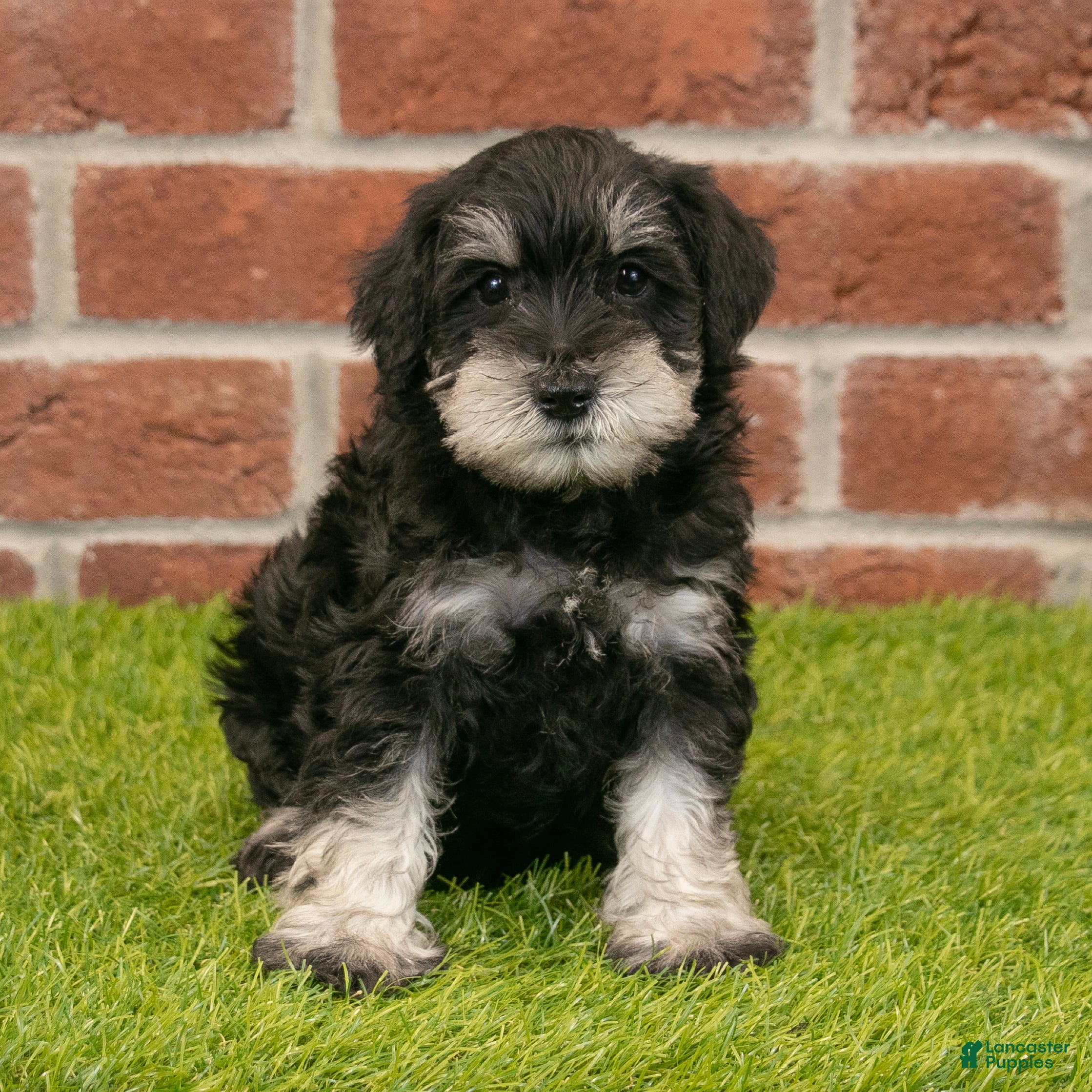 Miniature Schnauzer dogs for sale: Finn - Ad 6