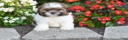 Shih Tzu dogs for sale: Bella - Ad 3