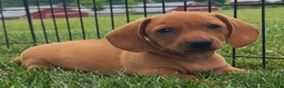 Miniature Dachshund dogs for sale: Ishmael - Ad 4