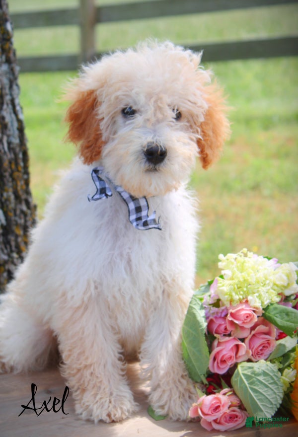 Mini Goldendoodle dogs Axel Medium Goldendoodle Boy - Ad 1