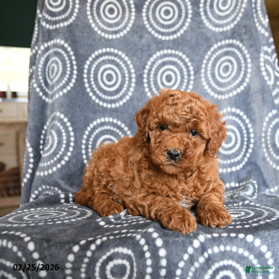Mini Goldendoodle dogs for sale: Brady - Ad 3
