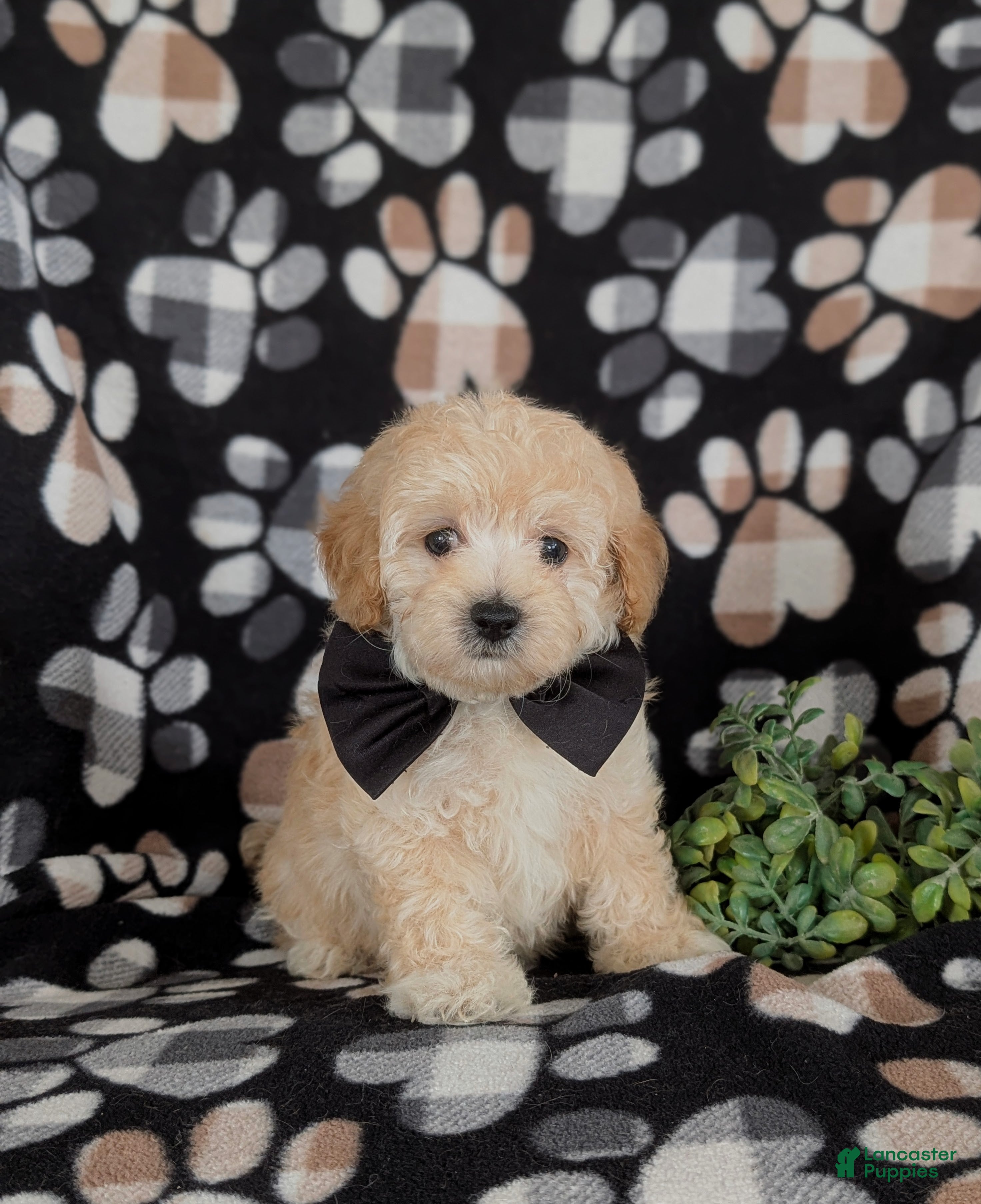 Maltipoo dogs Fitzgerald 5 lbs Full Grown - Ad 1