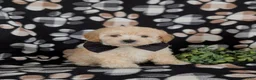 Maltipoo dogs for sale: Fitzgerald 5 lbs Full Grown - Ad 1