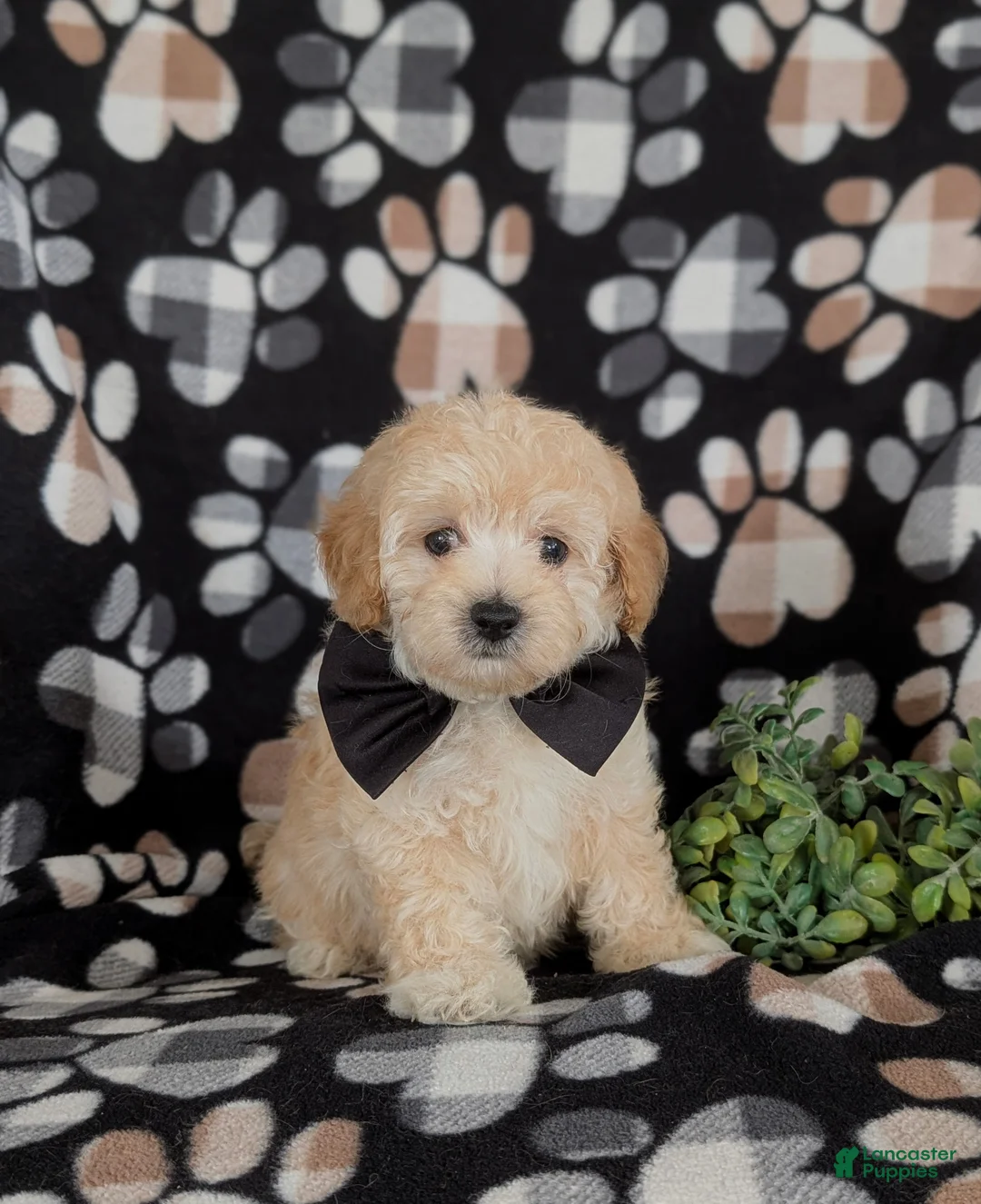 Maltipoo dogs for sale: Fitzgerald 5 lbs Full Grown - Ad 1