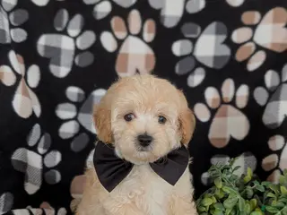 Maltipoo dogs for sale: Fitzgerald 5 lbs Full Grown - Ad 4