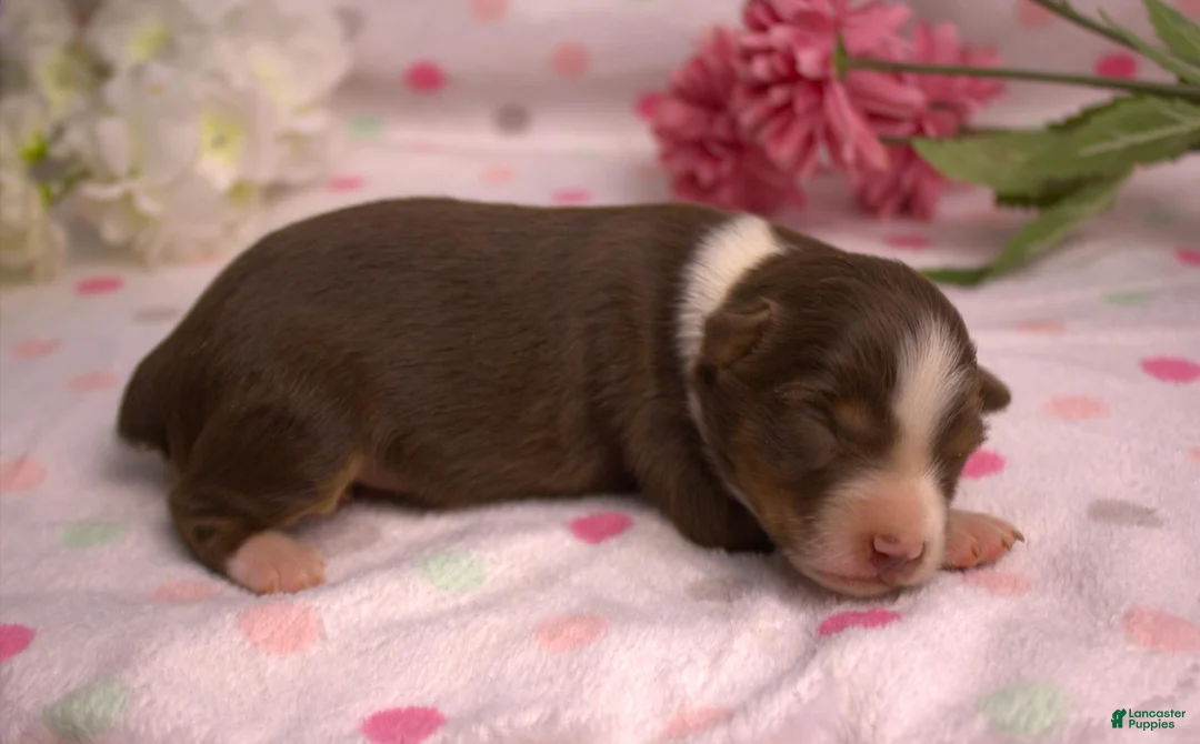 Miniature Australian Shepherd dogs for sale: Red tri female 1 - Ad 1