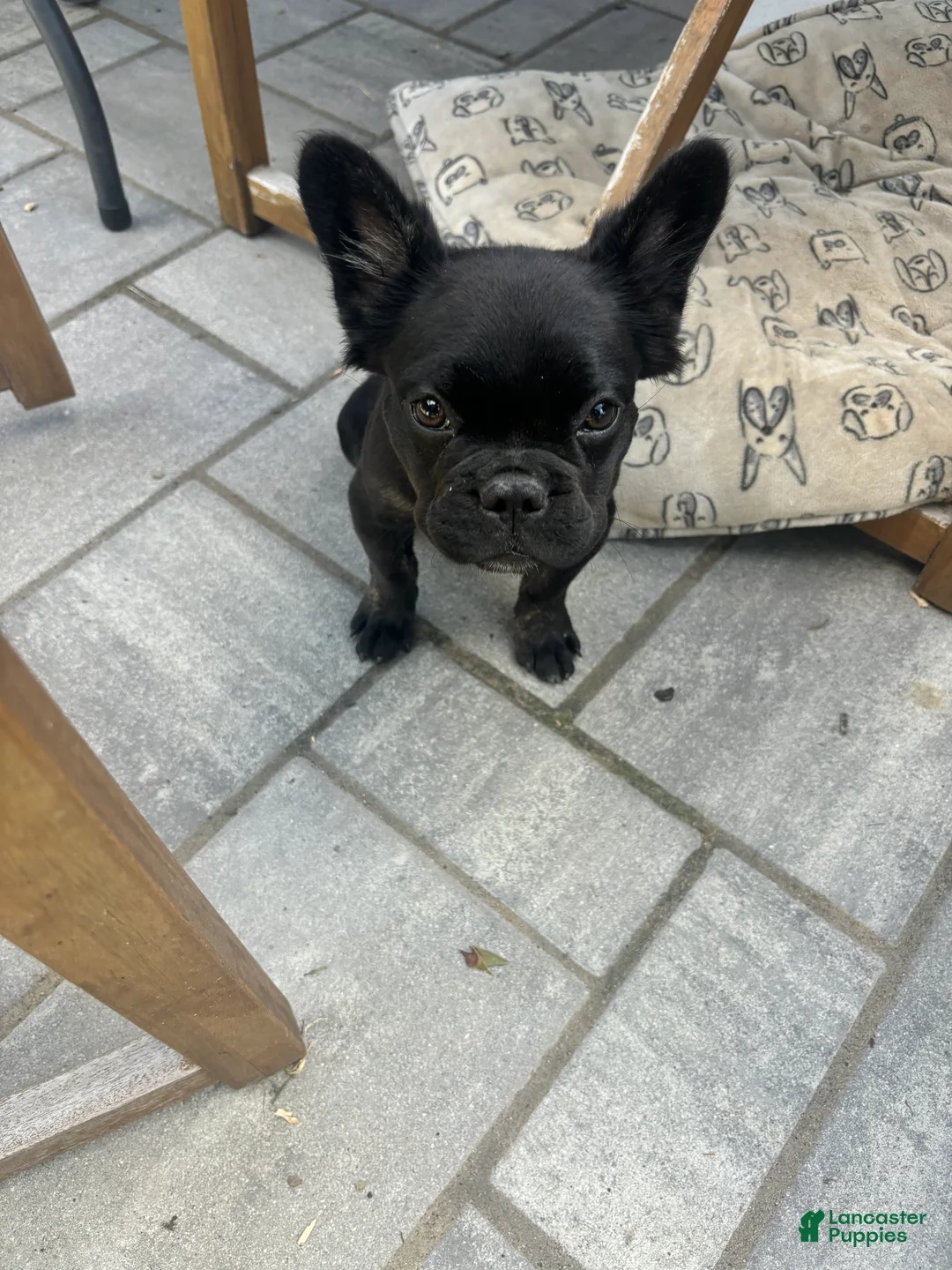 French Bulldog dogs for sale: Fluffy French bulldog - Ad 2