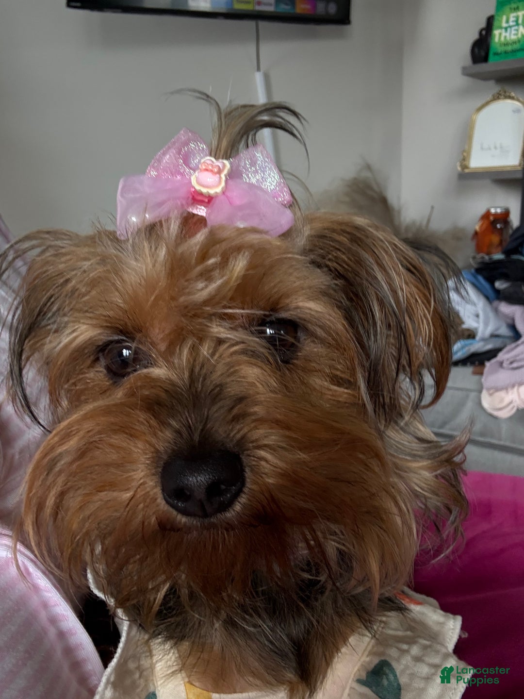 Morkie dogs for sale: Ashton - Ad 3