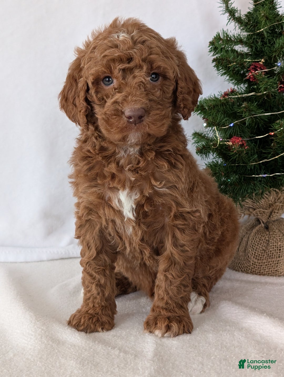 Goldendoodle dogs for sale: Porter  - Ad 7