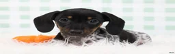Miniature Dachshund dogs for sale: Sylvie 🍓 - Ad 7