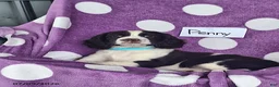 English Springer Spaniel dogs for sale: Penny - Ad 4
