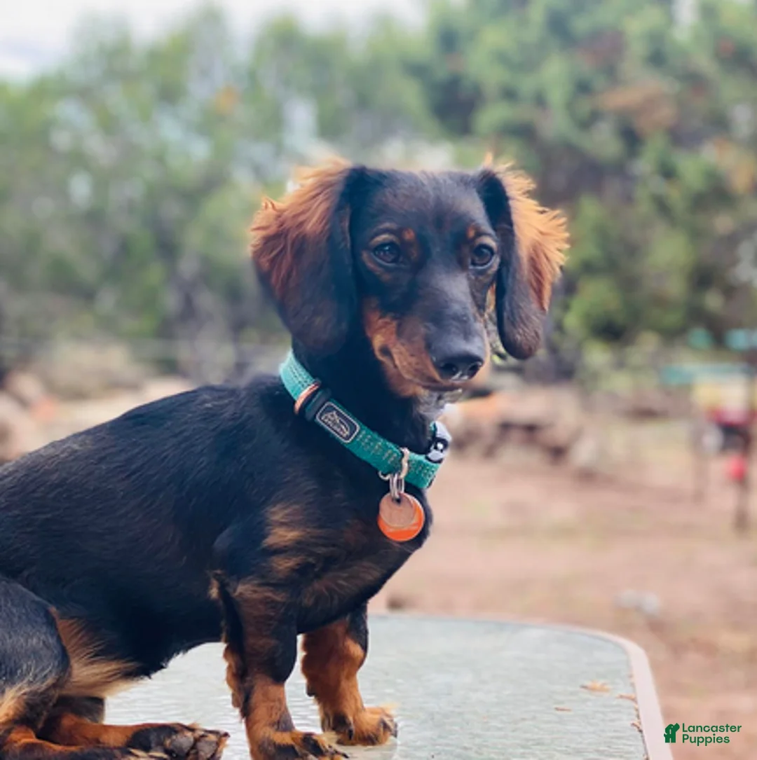 Dachshund dogs for sale: Yellow - Ad 9