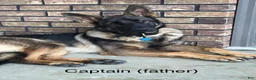 German Shepherd dogs for sale: Knox - Ad 13