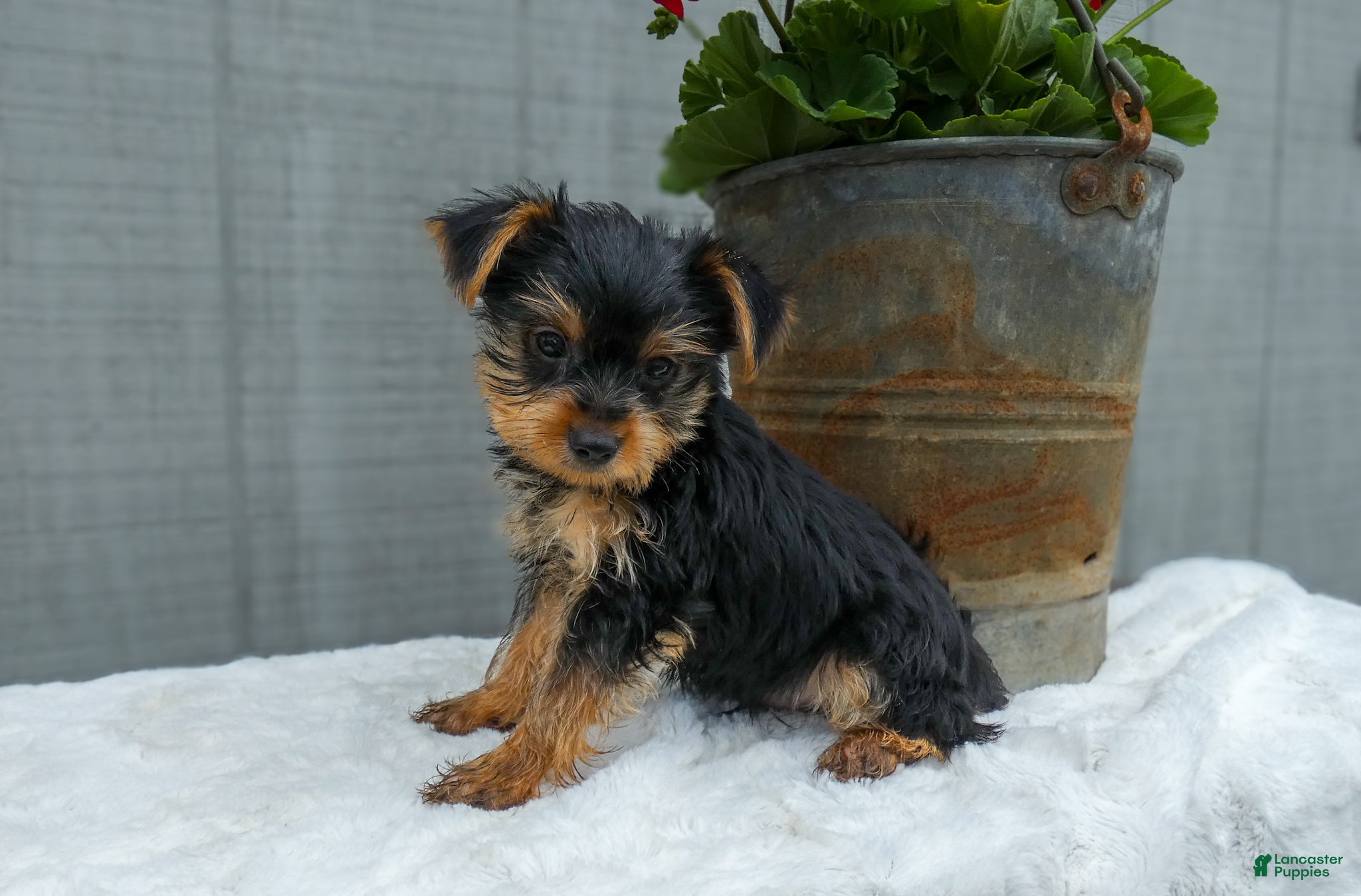 Yorkshire Terrier dogs Waylon - Ad 1